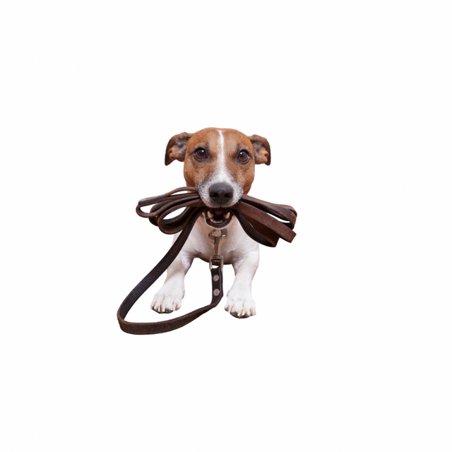 Dog holding leash