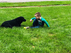 An Older Black American Labrador with a Child About 5 Years Old in a yard of green grass with dog laying and child  sitting and calmly playing