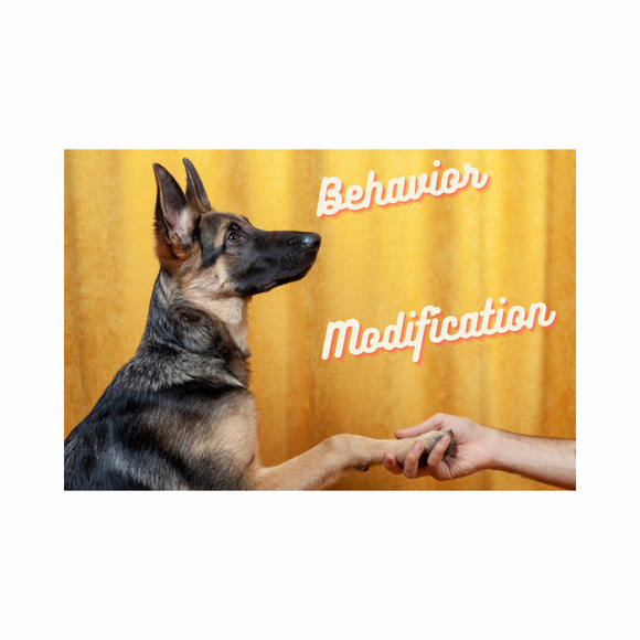 Pups Path Behavior Modification Training