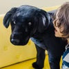 Giant Black Labrador by Melissa and Doug