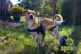 Dog Wheelchair By Best Friend Mobility - [pups_path]