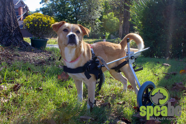 Large breed sale dog wheelchairs