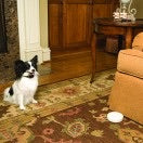Pawz Away® Indoor Pet Barrier-Floor Model