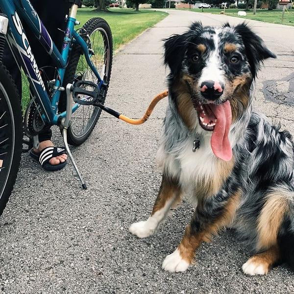 Dog sales bike tow