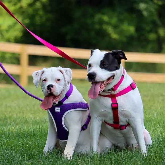 Coastal Single-Ply Nylon Leash