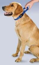 PetSafe Premier Martingale Collar with Quick Snap Buckle