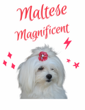 Magnificent Maltese (Pet Shirt)