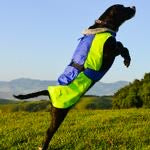 Alpine All-Weather Dog Coat