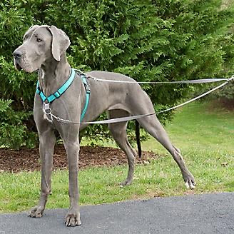 Two point on sale leash