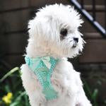American River Choke Free Harness