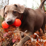 Ruff Dawg - Big Dawg Dog Toy