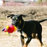 KONG Wiggi Parrot Dog Toy