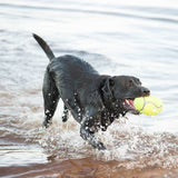 KONG AirDog Squeaker Football