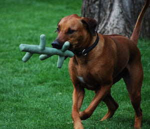 KONG Pet Stix Dog Toy - Assorted