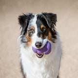 KONG Senior Dog Toy - Purple