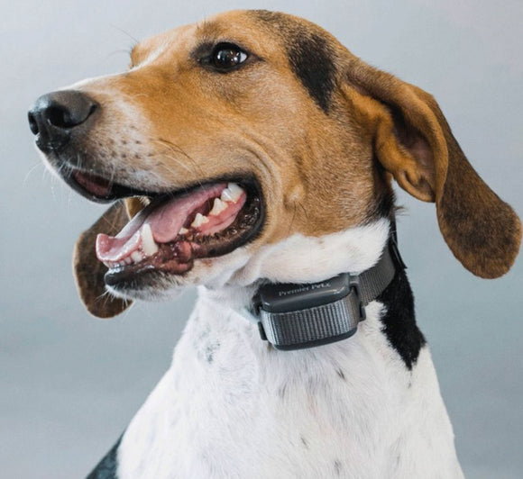 Prevue Pet Rechargeable Bark Collar
